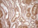 Protein Z Antibody in Immunohistochemistry (Paraffin) (IHC (P))