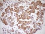 Protein Z Antibody in Immunohistochemistry (Paraffin) (IHC (P))