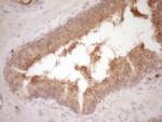 Protein Z Antibody in Immunohistochemistry (Paraffin) (IHC (P))