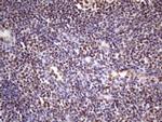 NUDT21 Antibody in Immunohistochemistry (Paraffin) (IHC (P))