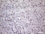 NUDT21 Antibody in Immunohistochemistry (Paraffin) (IHC (P))