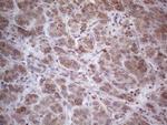 RORB Antibody in Immunohistochemistry (Paraffin) (IHC (P))