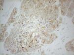 ALOX5 Antibody in Immunohistochemistry (Paraffin) (IHC (P))