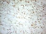 ALOX5 Antibody in Immunohistochemistry (Paraffin) (IHC (P))