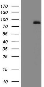 ALOX5 Antibody in Western Blot (WB)