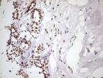 53BP1 Antibody in Immunohistochemistry (Paraffin) (IHC (P))