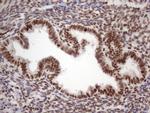 53BP1 Antibody in Immunohistochemistry (Paraffin) (IHC (P))