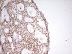 NR2C2 Antibody in Immunohistochemistry (Paraffin) (IHC (P))