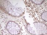 NR2C2 Antibody in Immunohistochemistry (Paraffin) (IHC (P))