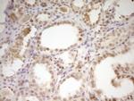 NR2C2 Antibody in Immunohistochemistry (Paraffin) (IHC (P))