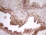 NR2C2 Antibody in Immunohistochemistry (Paraffin) (IHC (P))