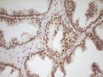 NR2C2 Antibody in Immunohistochemistry (Paraffin) (IHC (P))