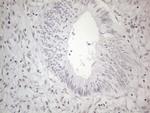 NR2C2 Antibody in Immunohistochemistry (Paraffin) (IHC (P))