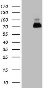 NR2C2 Antibody in Western Blot (WB)