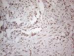 NR2C2 Antibody in Immunohistochemistry (Paraffin) (IHC (P))