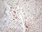 NR2C2 Antibody in Immunohistochemistry (Paraffin) (IHC (P))