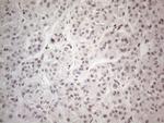 NR2C2 Antibody in Immunohistochemistry (Paraffin) (IHC (P))