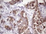 PISD Antibody in Immunohistochemistry (Paraffin) (IHC (P))