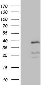 PISD Antibody in Western Blot (WB)