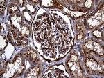 Carboxypeptidase M Antibody in Immunohistochemistry (Paraffin) (IHC (P))