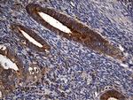 Carboxypeptidase M Antibody in Immunohistochemistry (Paraffin) (IHC (P))