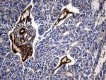 Carboxypeptidase M Antibody in Immunohistochemistry (Paraffin) (IHC (P))