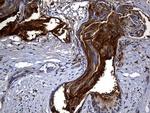 Carboxypeptidase M Antibody in Immunohistochemistry (Paraffin) (IHC (P))