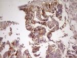 ANGPTL3 Antibody in Immunohistochemistry (Paraffin) (IHC (P))