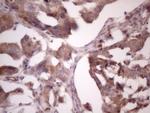 Bmf Antibody in Immunohistochemistry (Paraffin) (IHC (P))