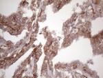 Bmf Antibody in Immunohistochemistry (Paraffin) (IHC (P))