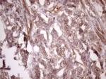 Bmf Antibody in Immunohistochemistry (Paraffin) (IHC (P))