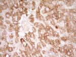 SFRP2 Antibody in Immunohistochemistry (Paraffin) (IHC (P))