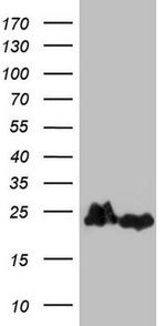 eIF1AY Antibody in Western Blot (WB)