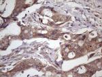 WDR61 Antibody in Immunohistochemistry (Paraffin) (IHC (P))