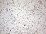 Pellino 1 Antibody in Immunohistochemistry (Paraffin) (IHC (P))