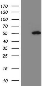 Pellino 1 Antibody in Western Blot (WB)