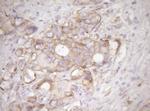 RPL10 Antibody in Immunohistochemistry (Paraffin) (IHC (P))