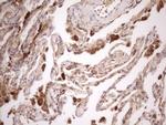 KCTD9 Antibody in Immunohistochemistry (Paraffin) (IHC (P))