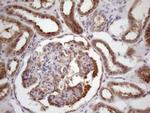 Bmf Antibody in Immunohistochemistry (Paraffin) (IHC (P))