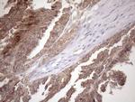 FGF13 Antibody in Immunohistochemistry (Paraffin) (IHC (P))