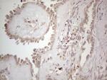 B4GALT4 Antibody in Immunohistochemistry (Paraffin) (IHC (P))