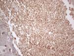 B4GALT4 Antibody in Immunohistochemistry (Paraffin) (IHC (P))