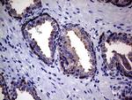 EGFL7 Antibody in Immunohistochemistry (Paraffin) (IHC (P))