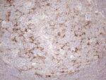 A26C2 Antibody in Immunohistochemistry (Paraffin) (IHC (P))