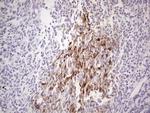 A26C2 Antibody in Immunohistochemistry (Paraffin) (IHC (P))