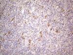 PSMG2 Antibody in Immunohistochemistry (Paraffin) (IHC (P))