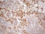 PSMG2 Antibody in Immunohistochemistry (Paraffin) (IHC (P))