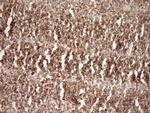 STOML2 Antibody in Immunohistochemistry (Paraffin) (IHC (P))