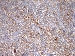 STOML2 Antibody in Immunohistochemistry (Paraffin) (IHC (P))