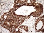 STOML2 Antibody in Immunohistochemistry (Paraffin) (IHC (P))